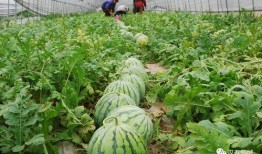 网爆网红吃瓜图片,揭秘娱乐圈幕后真相