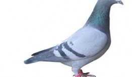 武汉鸽子最新爆料信息网,揭秘城市热点事件幕后真相